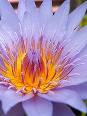 Image showing Purple Lotus Flower Macro