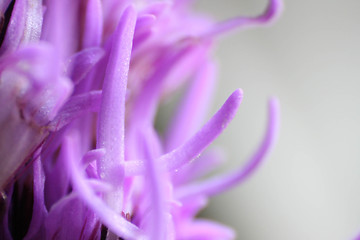 Image showing Purple Flower Macro