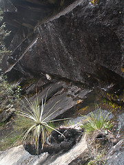 Image showing Plant And Rocks