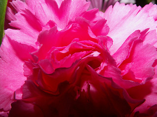 Image showing Pink Rose Macro