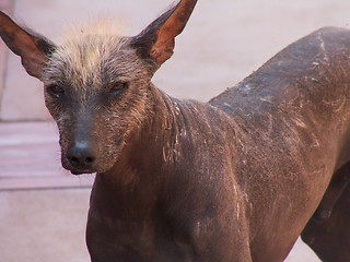 Image showing Peruvian Hairless Dog