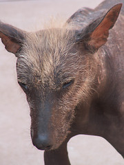 Image showing Peruvian Hairless Dog Face