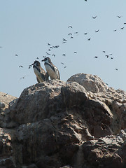 Image showing Penguins And Birds