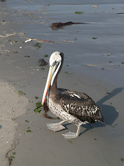 Image showing Pelican On A Beach