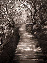 Image showing Path Through Mangrove