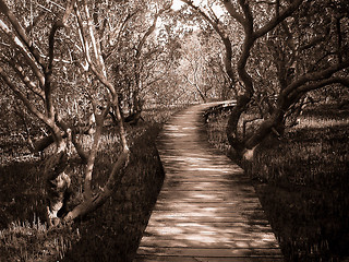Image showing Path Through Mangrove