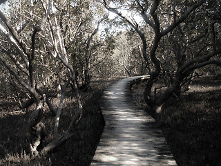 Image showing Path Through Mangrove