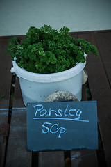 Image showing Parsley For Sale