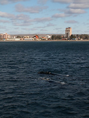 Image showing Pair Of Right Whales