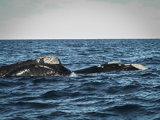 Image showing Pair Of Right Whales Up Close