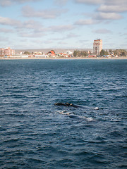 Image showing Pair of Right Whales In Front Of Puerto Madryn