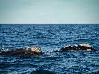 Image showing Pair Of Right Whales Close Up