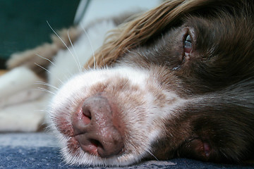 Image showing Old Sleepy Dog