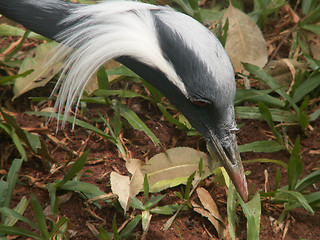 Image showing Old Man Bird