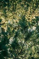 Image showing Needles On Tree Macro