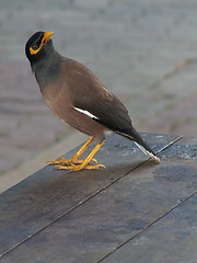 Image showing Myna Bird Looking Round