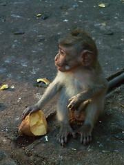 Image showing Monkey With Food