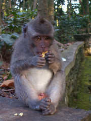 Image showing Monkey Eating On A Wall