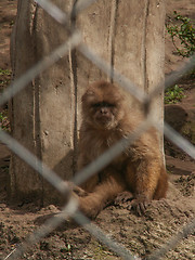 Image showing Monkey Behind Cage