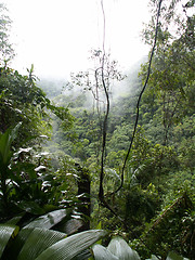 Image showing Misty Rainforest