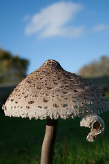 Image showing Low Angle Mushroom