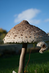 Image showing Low Angle Mushroom