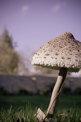 Image showing Low Angle Mushroom