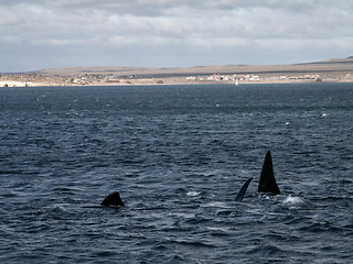 Image showing Lots Of Right Whale Fins