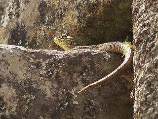 Image showing Lizard On A Rock