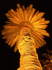 Image showing Lit Palm Tree At Night