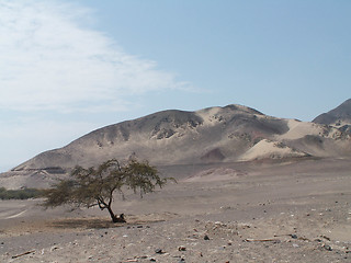 Image showing Large Sand Dune