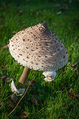 Image showing Large Mushroom