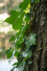 Image showing Ivy On Tree Close Up
