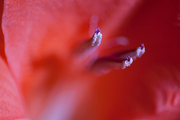 Image showing Inside Lilly Macro