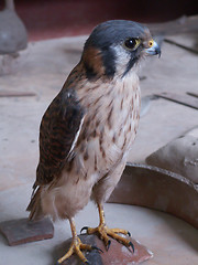 Image showing Indoor Hawk