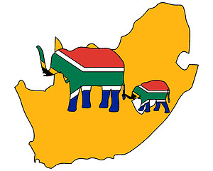 Image showing South African elephants