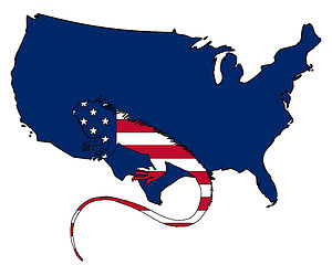 Image showing Iguana United States of America