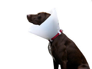 Image showing Brown dog with ruff on white background