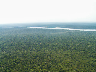 Image showing Iguazu Falls Rainforest