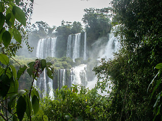 Image showing Iguazu Falls Cascade Through Foliage