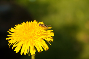 Image showing Hoverfly On A Dandelion