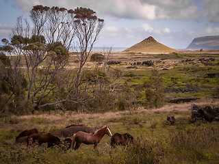 Image showing Horses On Easter Island