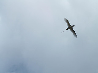 Image showing Gull In The Sky