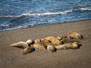 Image showing Group Of Sea Lions On Beach