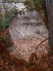 Image showing Grey Geyser Framed By Tree