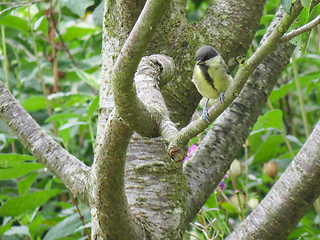 Image showing Great Tit In A Tree