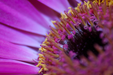 Image showing Gerbera Daisy Macro