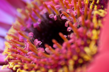 Image showing Gerbera Daisy Macro