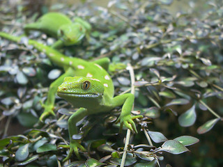 Image showing Geckos On Plant Macro