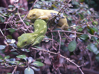 Image showing Geckos On a Plant
